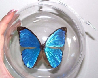 Real Blue Morpho Menelaus Didius Butterfly Christmas Ornament Gift
