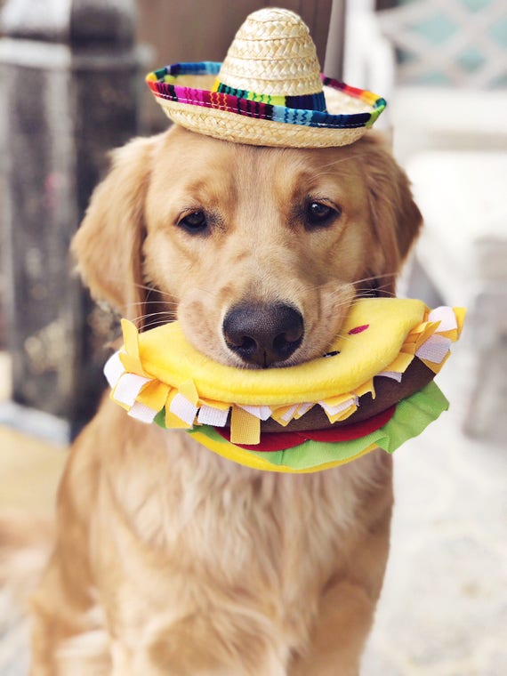 Mini Sombrero || Dog Hat || Straw Hat || Mini Sombrero || Fiesta Party || Fiesta Hat