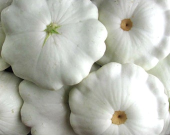 Pattypan squash heirloom seeds, white Pattypan squash organic seeds, home grown organic Pattypan squash seeds