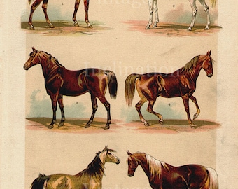 Antique Print, 1890 HORSES 1 stallions Chart horse riding beautiful wall art vintage color lithograph illustration