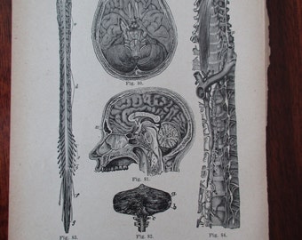 1800s MEDICAL CHART from antique medical book - brain