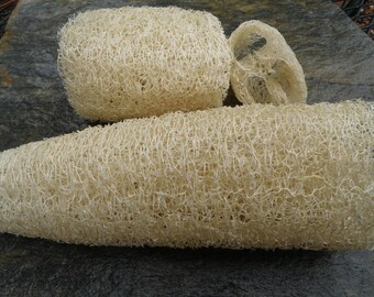 Luffa Gourd Seeds, Natural Sponge Seeds, Organically Grown Seeds