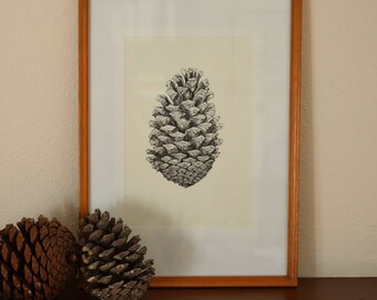 Pinecone - Original artwork. Inktober illustration, ink drawing.