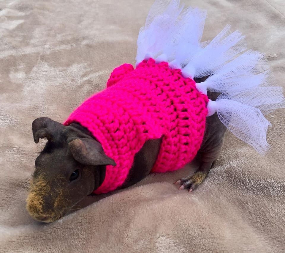 Guinea Pig Costume Ballerina Costume Guinea Pig Clothes