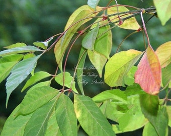 Henry Maple 5 Seeds Bonsai RARE Find! Leaves start out in a seductive blush of pink before turning to green Bonsai or Standard Acer henryi