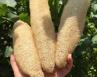 Big Natural Luffa sponge, natural peeling, big medium size natural bath sponge, big loofa, big loofah, spa accessory, organic zero waste