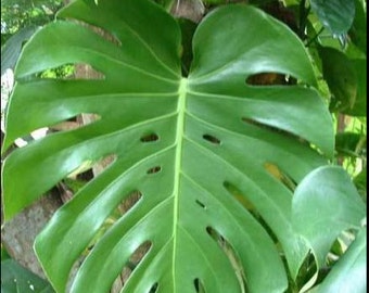 Large Monstera Split Leaf Philodendron Houseplant Live Plant Tropical Garden! 3 gallon size