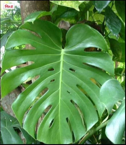 Large Monstera Split Leaf Philodendron Houseplant Live Plant