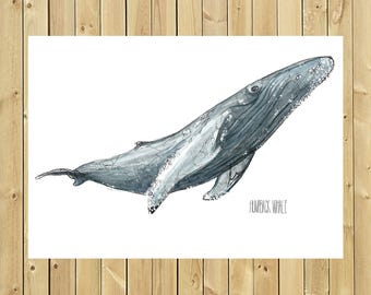 Illustration whale Humpback, size of sheet A3, A4 or A5, Humpback whale