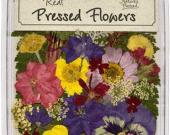 Pressed Dried Assortment Flowers and Ferns