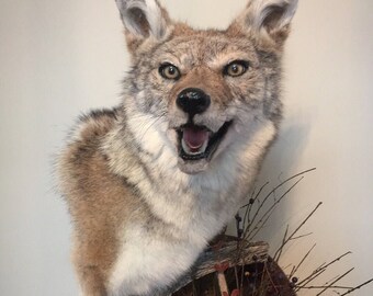Taxidermy Coyote with open mouth and wagon wheel base