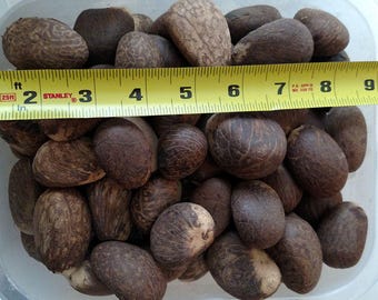 Medium to Large Tagua Nuts Vegetable Ivory Netsuk Whole Raw Uncut Great For Carving