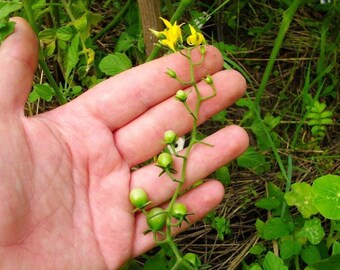 7 World's Smallest Rainbow Tomato Seeds-1316