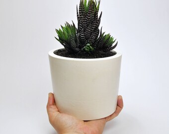 Jardinière en béton | Succulent Pot | Jardinière moderne | vase pour plante grasse | Pot de fleur en béton | Jardinière en géométrique | Jardinière en cactus