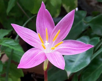 Rain Lily Bulb, Zephyranthes 'Zeyheri', Rainflower, Fairy Lily, Magic Lily, Zephyr Lily, Atamasco Lily, Flowering Size
