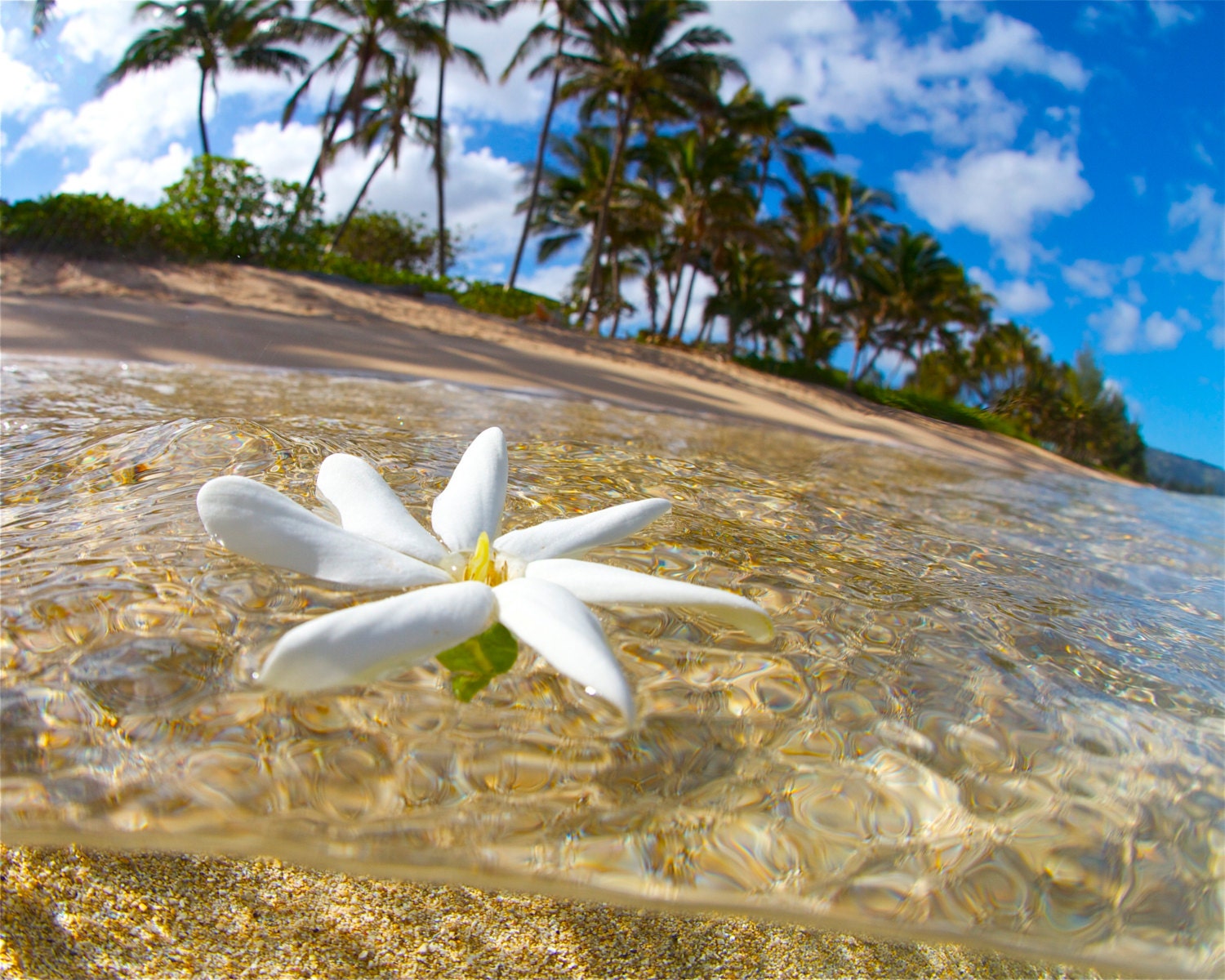 Tiare Floating Hawaii PhotographyTahiti Hawaii Flower