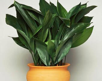 Cast Iron Plant, Aspidistra eliator - Lot of 3 root divisions (rhizomes only with no leaves), ships bareroot