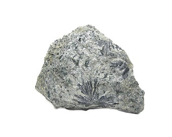 Holmquistite Rare Black Mineral Lithium Amphibole Crystals in Sparkly Mica Schist Rock Geology Display Specimen for Earth Science Collection