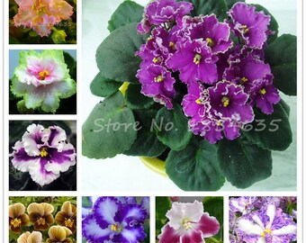 African Violet Seeds Mix, 100 Seeds, 24 Colors Violet Seeds, Garden Potted Plants Seeds, Organic Violet Flower Seeds