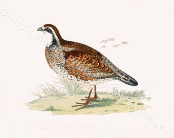 Virginian Partridge - Game Bird - Vintage Art Print