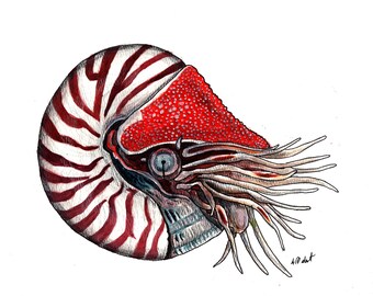 Nautilus mixed media drawing, 9 x 11