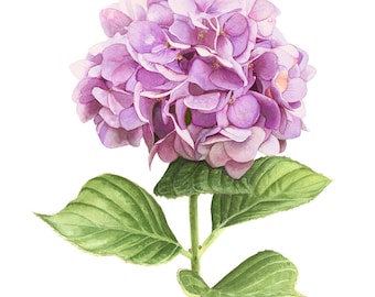 Pink Hydrangea Watercolor 8" x 10" Print