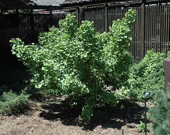 Ginkgo biloba "Thelma", male, grafted, 2 year old