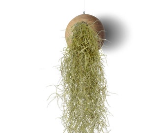 Air Plant Handmade Hanging Planter with Tillandsia Usneoides,Office Home Decor,Macrame Plant Hanger,Bohemian Decor,Plant Pot