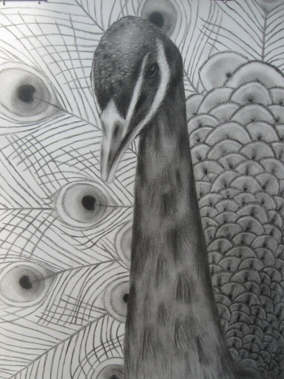 Items similar to ORIGINAL 18"x24" Charcoal Peacock Drawing Peacock art, charcoal drawing