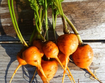Paris Market Carrots from my garden,Mini round carrots heirloom seeds 100 seeds