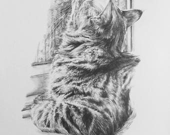 A4 Pencil Drawing - Wistful Cat