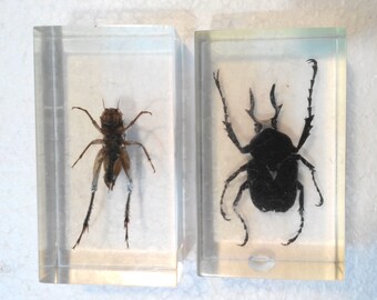 Vintage inclusion resin insect cricket and bug