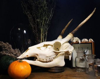 DEER SKULL Animal skull Real animal skull Animal antlers Taxidermy mount Ram skull