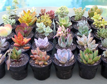 6 Colorful Succulents in 2-1/2 inch pots, Succulent, Succulents, Succulent Plants, Succulent Favors, Bulk Succulents, Hens and Chicks