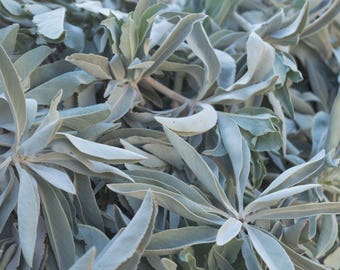 1 Pound Dried California White Sage Smudge Bulk Cluster Herb Incense - Wholesale 1lb (dried)