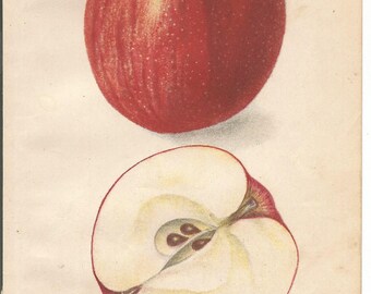 Antique Mother Apple Dept. of Agriculture Book Plate 1909