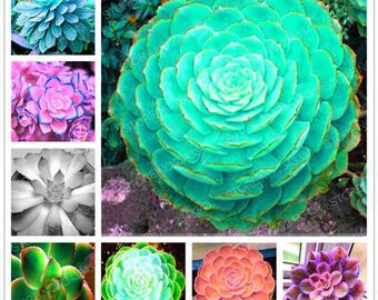 100pcs/bag Mix Succulents Seeds Rare Stone Lotus Bonsai Plants Seed For Home Garden Flower Pots Planters Semillas