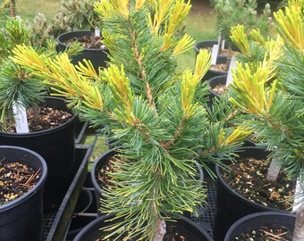 Pinus parviflora 'Goldilocks'