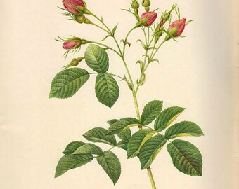 LARGE Vintage Botanical Print Antique REDOUTE ROSA Euratina, plant print botanical print, bookplate art print, plants wall