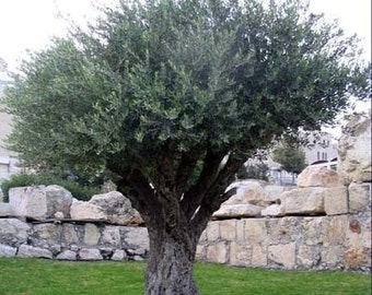 50 Olive Tree Seeds, Olea europaea