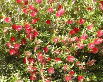 Lemon Bottlebrush (Callistemon Citrinus) ... 25 seeds