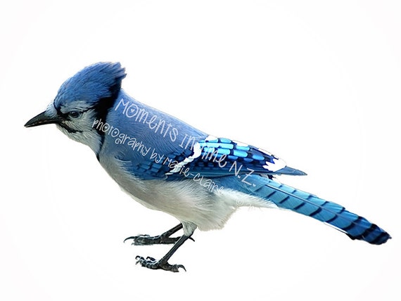 Moments In Time Bluejay Bird Overlay