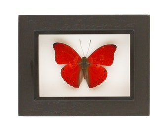 Real Red Butterfly Sangria African Insect Display