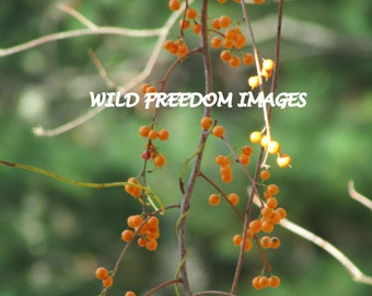 Yellow Berries