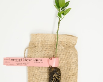 Improved Meyer (Valley) Lemon Tree -12" Micro-budded Citrus Tree