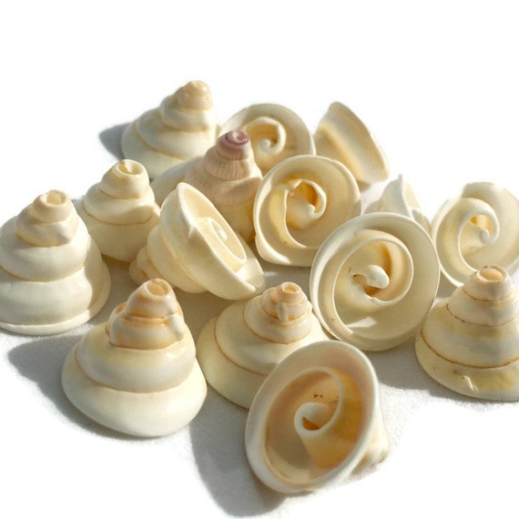 10 x Spiral Conch Shells Beads