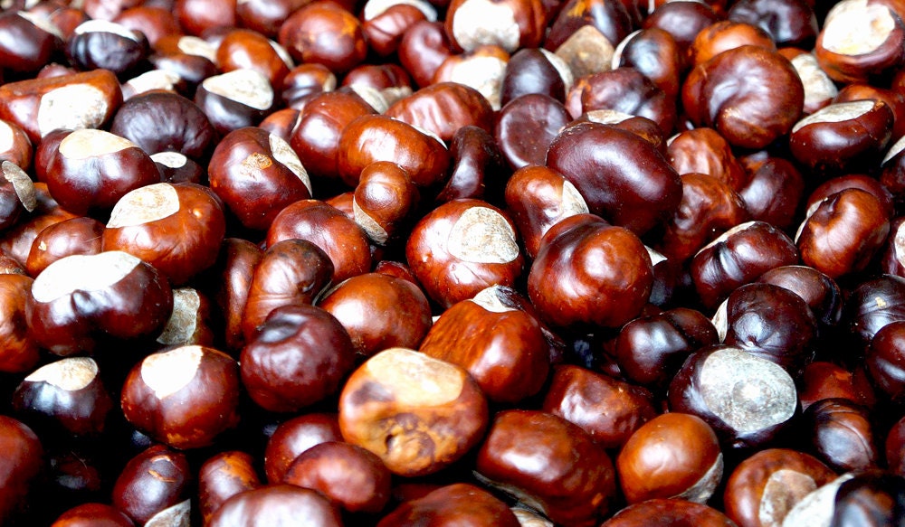 Organic Horse Chestnut Oil for Varicose Veins Broken Veins