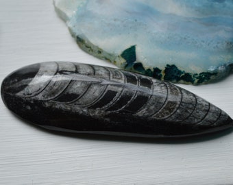 Large Orthoceras Fossil