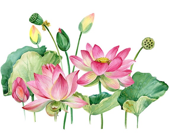 Over 100 Beautiful Lotus Flower Illustrations Pixabay Pixabay