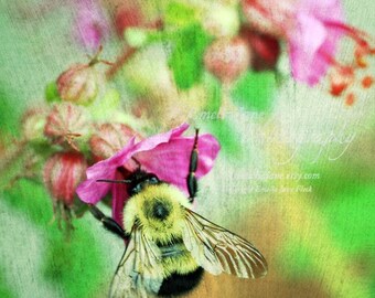Bumblebee- Signed Fine Art Photography Print
